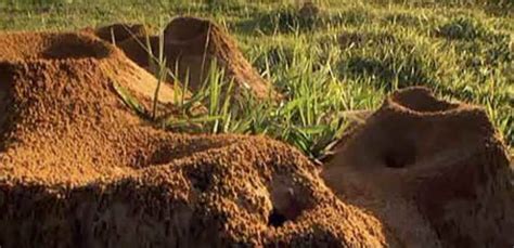 super ant colony|How the World Became A Giant Ant Colony .